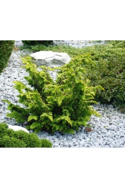 Кипарисовик Тетрагона Ауреа в композиції з іншими хвойними рослинами.